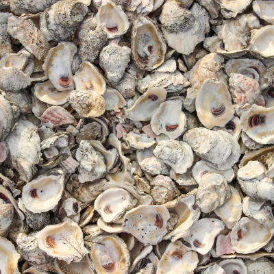 empty oyster shells at the Lowcountry oyster festival