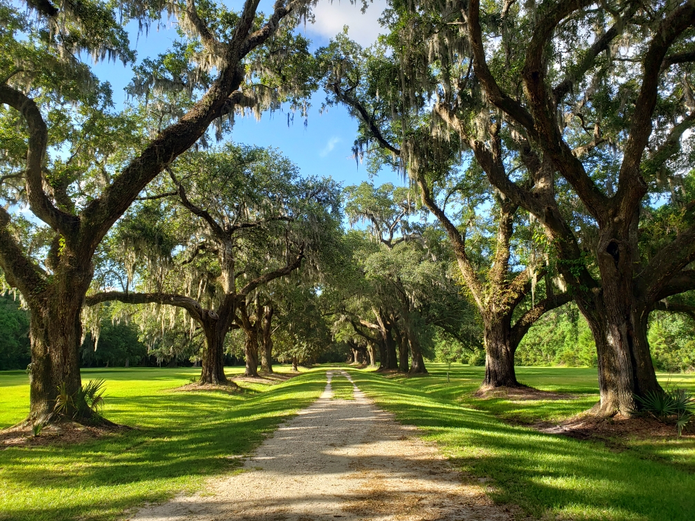 Live Oaks, lavishly draped in Spanish Moss, ceremoniously line a wide dirt road to form an avenue (or alle) that leads to an open field in Laurel Hill County Park. A large gravestone sits off to the side.